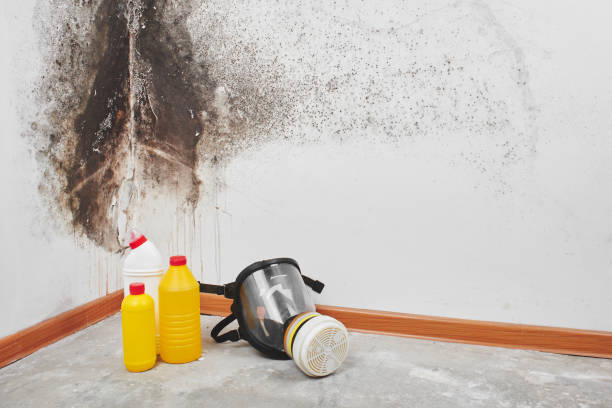 Best Emergency Mold Remediation in Dolgeville, NY