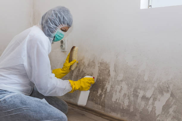 Best Health and Safety Mold Remediation in Dolgeville, NY