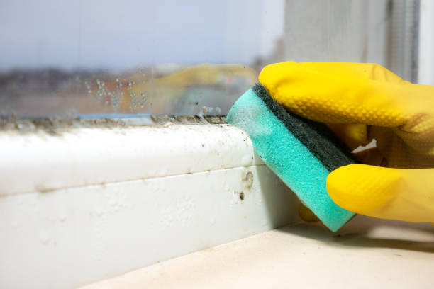 Best DIY Mold Remediation Support Services in Dolgeville, NY