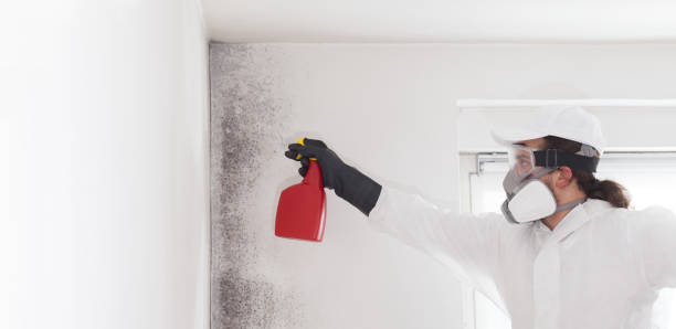 Best Residential Mold Remediation in Dolgeville, NY