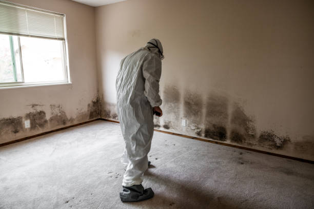 Best Industrial Mold Remediation in Dolgeville, NY