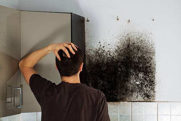 Best Basement Mold Remediation in Dolgeville, NY